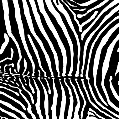 zebra arka plan
