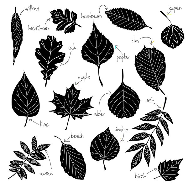 Сбор различных видов листьев
