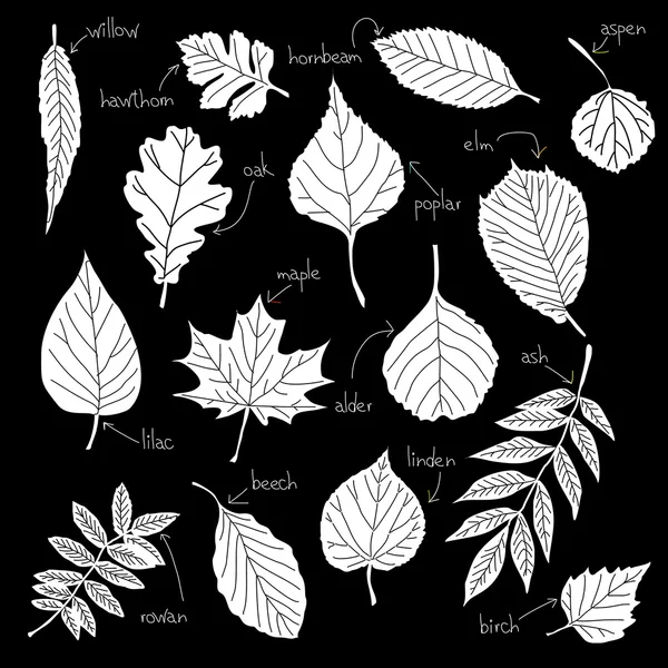 Raccolta di diversi tipi di foglie — Vettoriale Stock