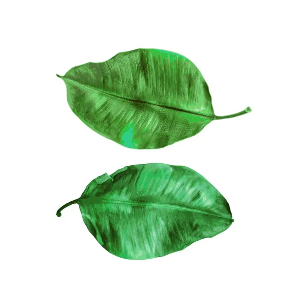 Deux Feuilles Vertes Peintes Aquarelle Sur Fond Blanc Isolé Illustration — Image vectorielle