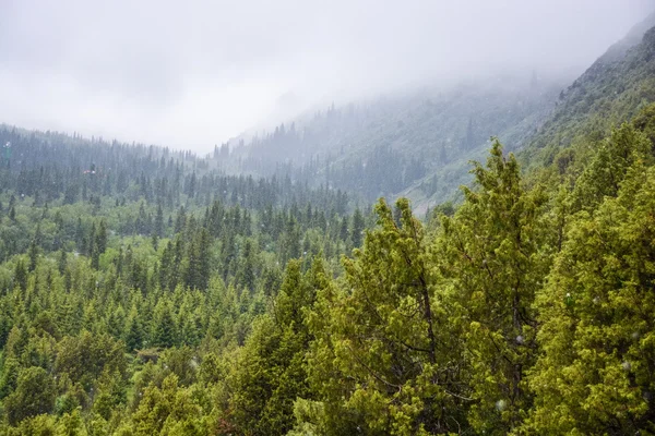 Gåture i Tien Shan bjergene - Stock-foto