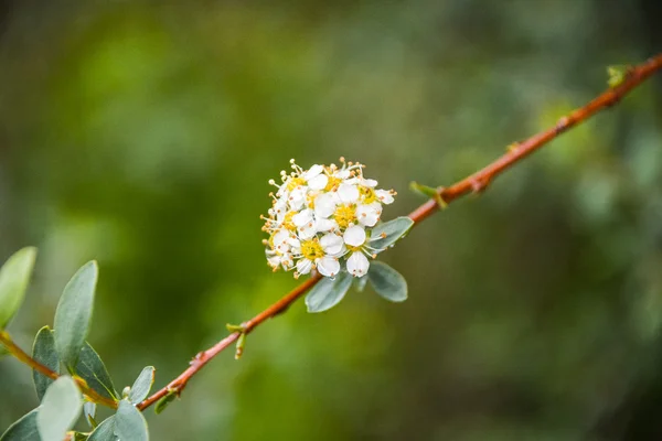 Flor maravilhosa na floresta — Fotografia de Stock