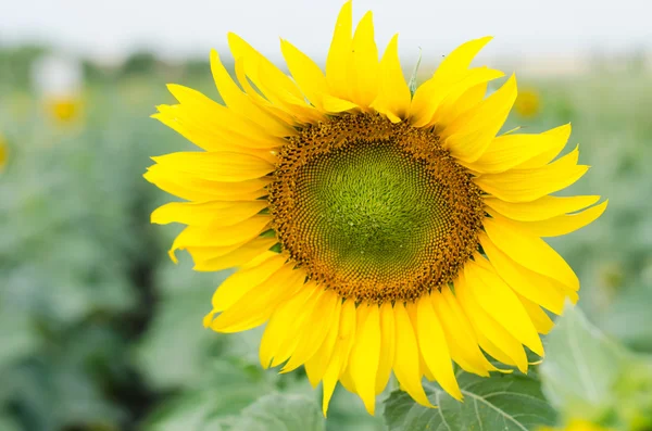 Sunflower in a field — Stock Photo, Image