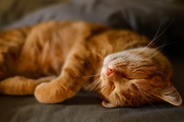 Kucing Merah Yang Cantik Hewan Peliharaan Sedang Tidur Tempat Tidur — Stok Foto