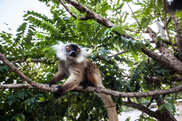 Lemure. —  Fotos de Stock
