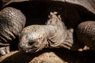 tartarauga del Madagaskar