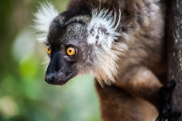 Lemure madagascar — Photo