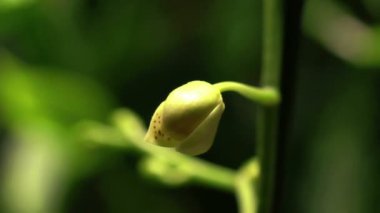 Beyaz Orkide timelapse