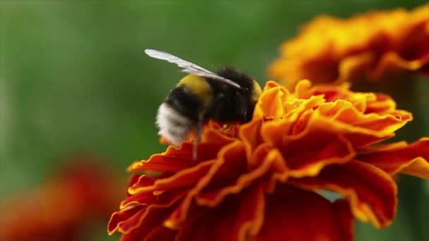 Bumblebee on a Flower — Stock Video