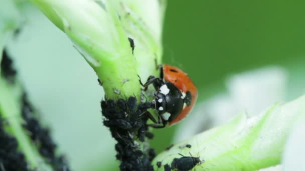 Coccinelle et pucerons - Marienk/fer mit Blattl/usen 