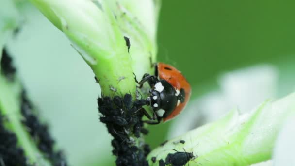 Ladybird and Aphids - Marienkäfer mit Blattläusen — Stock Video