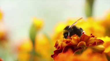 Çiçekteki yaban arısı