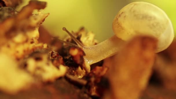 Σουτ μακροεντολή άσπρο σαλιγκάρι — Αρχείο Βίντεο