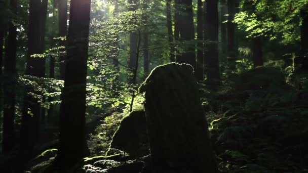 Felsen im Wald — Stockvideo