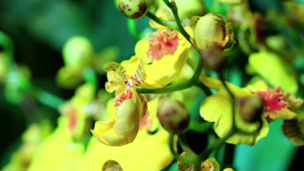 Желтая орхидея — стоковое видео