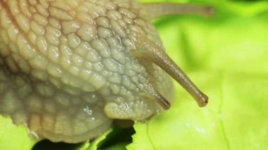 dedikodu salyangozu