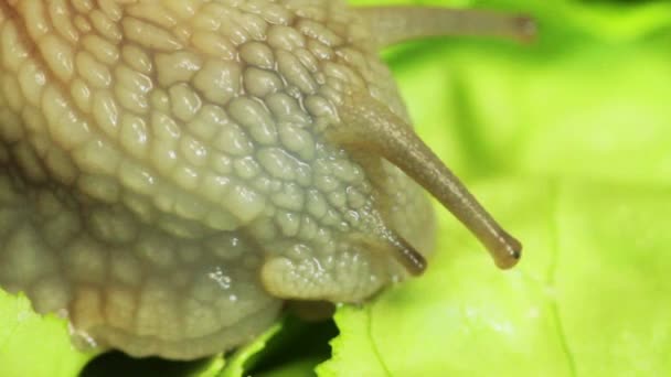 葡萄蜗牛 — 图库视频影像