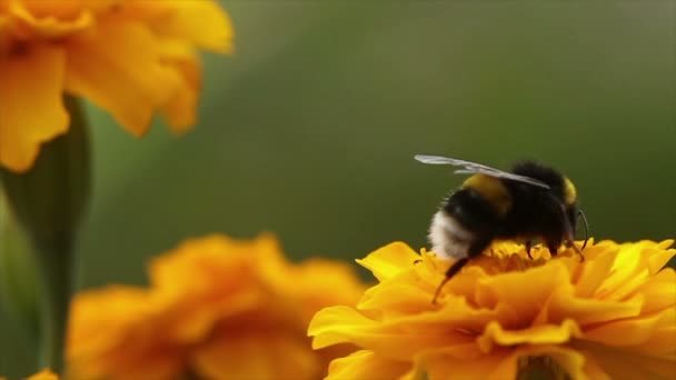花上的大黄蜂 免版税图库视频