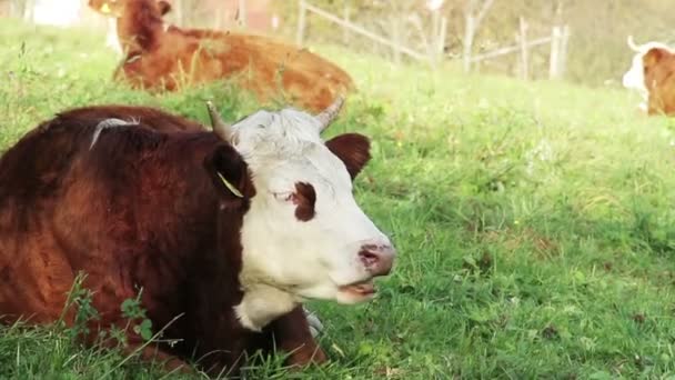 Vacas en un prado — Vídeos de Stock