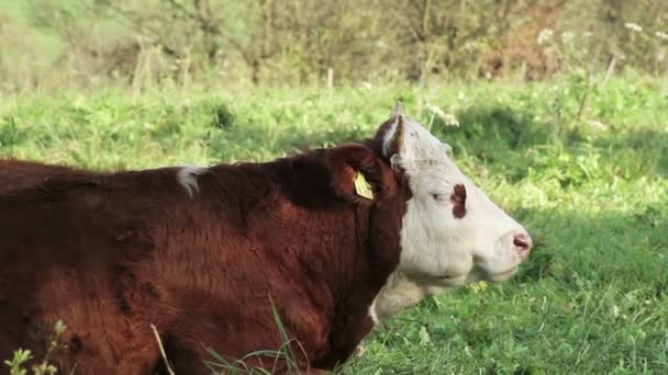 Vacas em um prado — Vídeo de Stock