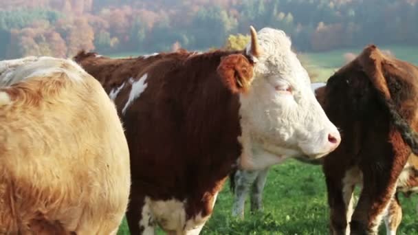 Коровы на лугу — стоковое видео
