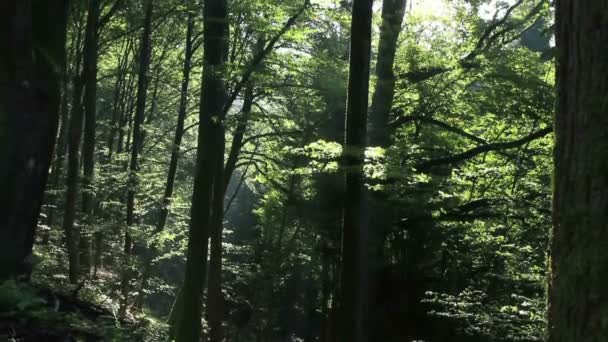 Na madeira — Vídeo de Stock