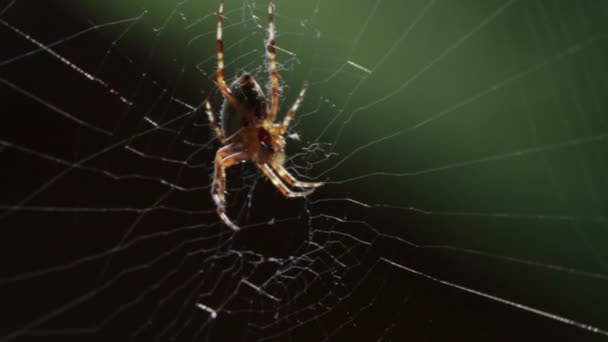 Aranha em uma teia — Vídeo de Stock