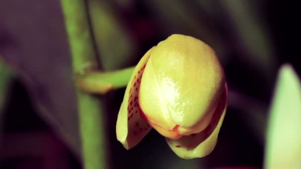 Zeitraffer der weißen Orchidee — Stockvideo
