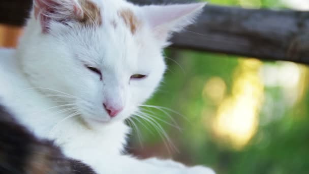 Vit katt i trädgården — Stockvideo