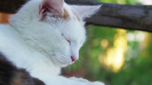 White Cat in the Backyard — Stock Video