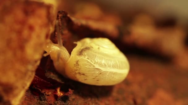 Macro-tir escargot blanc 