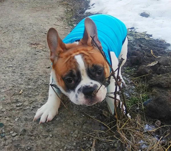 Franse Bulldog Puppy Voor Een Wandeling — Stockfoto