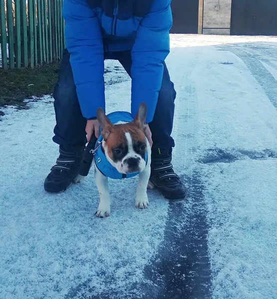 Französische Bulldogge Für Einen Spaziergang — Stockfoto