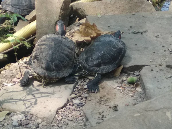 Две Черепахи Серых Камнях — стоковое фото