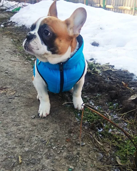 Französische Bulldogge Für Einen Spaziergang — Stockfoto