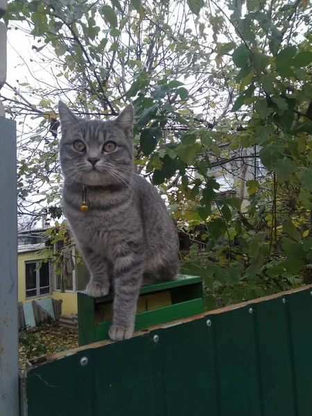 Graue Katze Auf Dem Zaun — Stockfoto