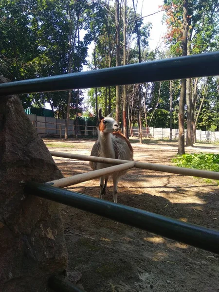 Лама Зоопарке — стоковое фото