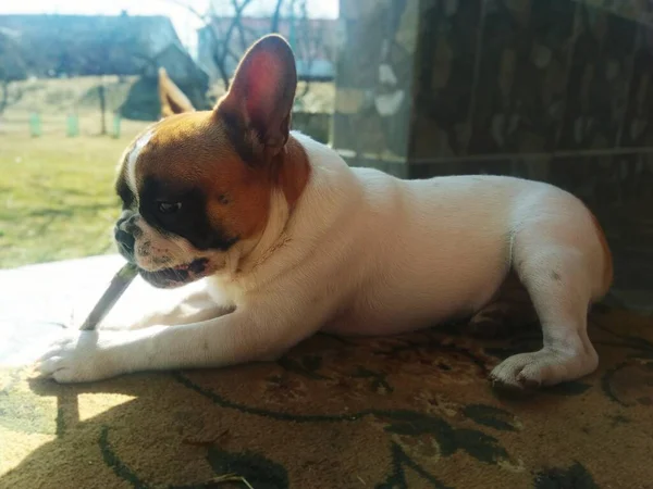 Cachorrinho Buldogue Francês Grasse — Fotografia de Stock