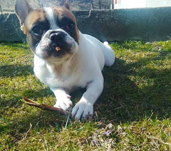 Francese Bulldog Cucciolo Sulla Grasse — Foto Stock