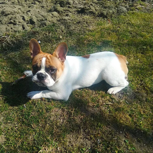 フランス語ブルドッグ子犬オンザ芝生 — ストック写真