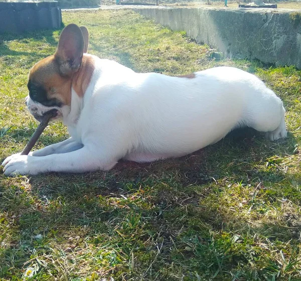 Cachorro Buldogue Francês Grama — Fotografia de Stock