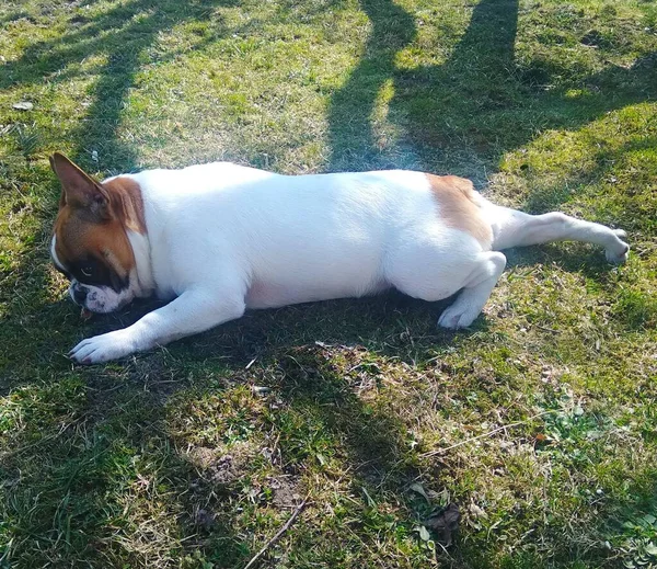 잔디에 프랑스 강아지 — 스톡 사진