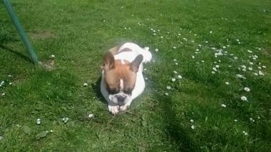 Fransız bulldog köpek çim
