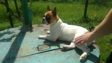 Fransız buldog köpeğini tarıyorum.