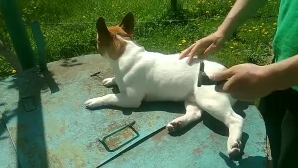 Combing French Bulldog Puppy — Vídeo de stock