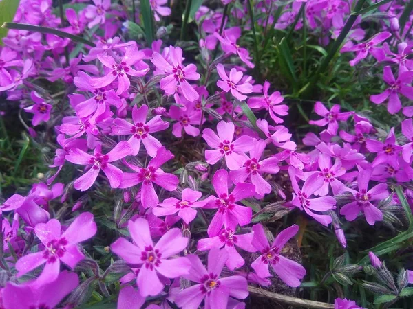 Kleine Roze Bloemen Een Bloembed — Stockfoto