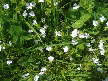 Tarlada açan bahar çiçekleri