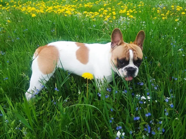 フレンチ ブルドッグ子犬は草の上 — ストック写真