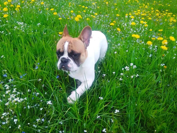 Franse Bulldog Puppy Het Gras — Stockfoto