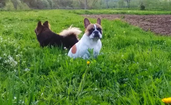 法国斗牛犬小狗在草地上 — 图库照片